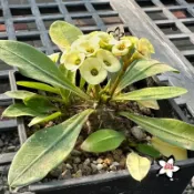 陽明園 大戟科 花麒麟x念珠大戟