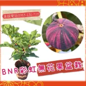 ✨顏色多變香甜可口的無花果【BNR彩虹無花果】苗 無花果苗 黃金無花果 伊朗無花果 巧克力無花果