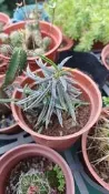 筒葉麒麟 3吋 多肉植物