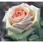 ★花點時間★玫瑰花苗(月季)雅典娜~4吋盆