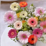 🌱 非洲菊種子 非洲菊花籽 室內外庭院 扶郎花種籽 盆栽易活好養 種籽 存活率高 花卉種子 四季種植