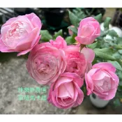 《桃樂斯農園》草莓馬卡龍(草莓杏仁餅)Strawberry Macaron玫瑰花苗扦插苗