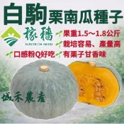 城禾農產 🍃 白駒栗子南瓜種子 12粒 白栗子南瓜種子 南瓜種子 栗子南瓜種子 白駒南瓜種子 白駒栗子南瓜種子 南瓜種子