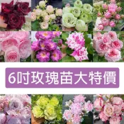 6吋 玫瑰苗 月季苗【10/19小更新】 (無嫁接) 《四季有花玫瑰園》下單前請詳閱敘述