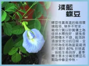 淺藍蝶豆 種子