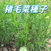 【豬毛菜種子】可食用野菜 耐旱耐貧瘠 庭園陽台盆栽播種 園藝DIY 春夏秋播 新鮮採收 自家種健康無農藥