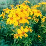 芳香萬壽菊種子  四季種植 夏日可驅蚊效果好 室內四季好養易活 耐寒耐熱 耐旱 花卉陽台庭院四季開花