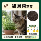 【台灣出貨 電子發票】貓薄荷 種子 貓穗草 荊芥 香草 貓草 驅蚊 種子 菜籽 空中花園藝世界