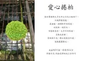 心栽花坊-愛心捲柏/冰淇淋捲柏/3吋/綠化植物/室內植物/觀葉植物/蕨類/售價50特價45