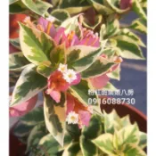 【頂上花藝】日本姬八房九重葛系列 /黃金/粉紅金邊/斑紋 桃紅