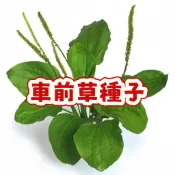 次日達-（車前草種子） 當季新籽 發芽率高  營養豐富 可食用 新手易種植 陽台庭院盆栽 #超優惠