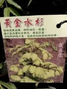 ╭＊田尾玫瑰園＊╯新品種樹苗-(黃金水杉)