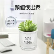 PS Mall【J3088】花盆 盆栽 透明花盆 塑膠盆 蓄水花盆 綠植圓形塑料花盆 自動吸水 自吸水花盆