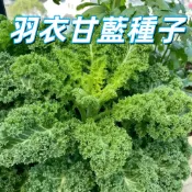 【羽衣甘藍種子】超級食物 有機蔬菜 陽台盆栽 家庭菜園 高營養 低熱量 好種易活 四季可種 非基改  新手易種植