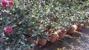 ╭＊田尾玫瑰園＊╯綠籬樹種-(茶梅)(山茶花)6吋40cm200元/盆