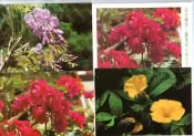 【流動郵幣世界】85年特355花卉郵票─藤本花(空白)原圖明信片