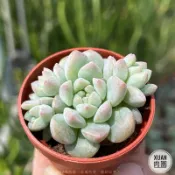 一吋迷你盆【迷你蓮（帕米爾玫瑰）】多肉植物|多肉|景天科｜療癒小物| 組盆|綠手指必備|［Xuan肉園］