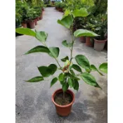 長果桑椹6吋盆單價220