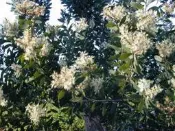 ╭＊田尾玫瑰園＊╯優良庭園用樹--(白千層)