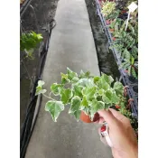李家果苗 常春藤 3吋盆 觀葉植物 小品 單價50元