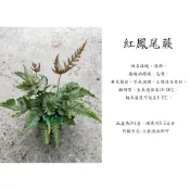 心栽花坊-紅鳳尾蕨/彩葉鳳尾蕨/3吋/綠化植物/室內植物/觀葉植物/蕨類/特價60