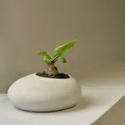 ［彼泥］自然系列  卵石/水泥盆/多肉/盆栽/迷你/花盆/質感/1吋盆/禮物/交換/辦公室/療癒/清水模/燭台/蠟燭