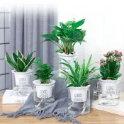 (店+)【生活職人】透明吸水盆 懶人花盆 透明花盆 懶人 自吸水花盆  自動吸水花盆 花盆 蓄水花盆 水培花盆 免澆水