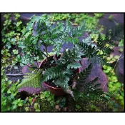 3吋盆 兔腳蕨 蕨類植物 雨林