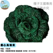 烏塌菜種子 百葉塔菇菜 黑心白菜苗 秋冬蔬菜種籽 家庭菜園盆栽專用 耐寒綠葉蔬菜 臺灣農場直送 有機栽培可食用
