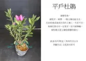 心栽花坊-平戶杜鵑/3吋/小品/開花植物/綠籬植物/售價45特價40