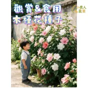 現貨隔日寄 木槿花種子｜四季濃香型 陽台庭院盆栽｜好養易活 開花機器｜可食用/泡茶｜多花色混合 浪漫花卉種籽庭院造型