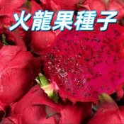 【火龍果種子】 紅龍果種子 盆栽種植 自家種 台灣陽台觀賞 有機 易發芽 好種植 家庭園藝 水果種子