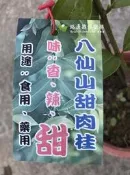勿直接下標 實生苗 八仙山甜肉桂 肉桂苗 肉桂盆栽 甜肉桂 香肉桂 原生肉桂 台灣 土肉桂 橫氏肉桂 香料 香葉