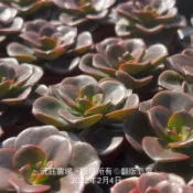 沅鈺農場   多肉植物   一吋盆/巧克力方磚