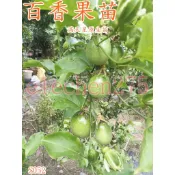 百香果苗滿天星原生苗S052