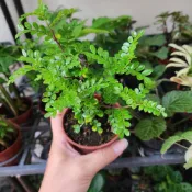 P老闆園藝~胡椒木 3吋盆 6吋盆