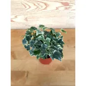 綠園-室內植物-常春藤-長春藤-3吋盆