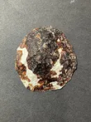 灰暗笠螺 Patella caerulea  A1713