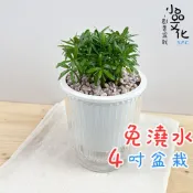 【小品文化】羅漢松【現貨】4吋透明條紋免澆水盆栽 室內植物 室內盆栽 懶人盆栽 水培植物 水培盆栽 室內盆栽 觀葉植物