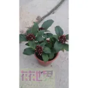 花花世界_常綠喬木**煙火樹**-煙火花-閃爍茉莉