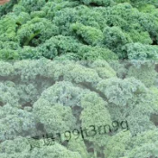 現貨 羽衣甘藍種子（400粒）四季種植 羽衣甘藍 種子春天採收至冬天 菜籽 海甘藍 無頭甘藍 羽衣芥藍 健康蔬菜 高產
