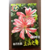 《花鄉苗圃》  皋月杜鵑、立山之舞、3.5寸