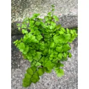 雲朵 鐵線蕨｜3吋盆～空氣淨化蕨類植物⋯
