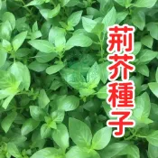 正宗埃及荊芥種子 貓薄荷種子 香草植物 草本種子 室內陽台盆栽 園藝種子 貓草替代 開花植物 易栽種 自播種