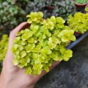 P老闆園藝~黃金錢草 3吋盆 6吋盆 水生植物