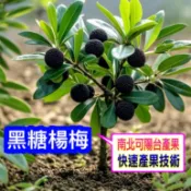 黑糖楊梅苗🟡靠接苗🟡豐產+早生 黑炭楊梅 黑碳楊梅苗 東魁楊梅 樹莓 樹苗 果苗 水果苗 矮化果樹 矮生盆栽 矮化盆栽