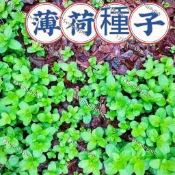 現貨【薄荷種子】（1500粒）💥 薄荷種子大全超多款薄荷種子 驅蚊薄荷 可食用薄荷種子四季種植好養易活繁殖強庭院盆栽