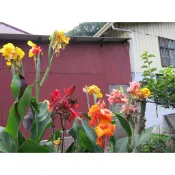 美人蕉(蓮蕉、曇華)封包，每包4種各2裸株399元(會配合運送方便修剪)，運費160(郵寄100、7-11店到店60)元