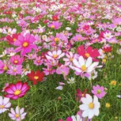 綠島花坊|大波斯菊種子【花海種子】混合色 花海品種 大波斯 1公斤 綠肥 田間 景觀 園藝可用