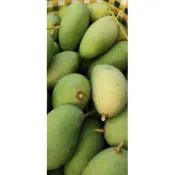 脆芒果生芒果10台斤